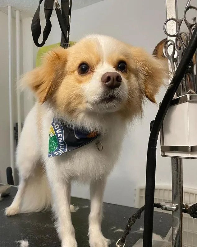 Grooming 4 Less photo 4