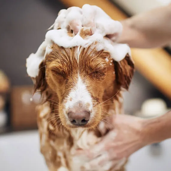 Dog Wash Club NYC photo 3
