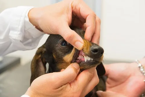 Atlantic Animal Hospital photo 9