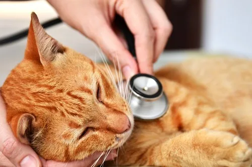 Atlantic Animal Hospital photo 5