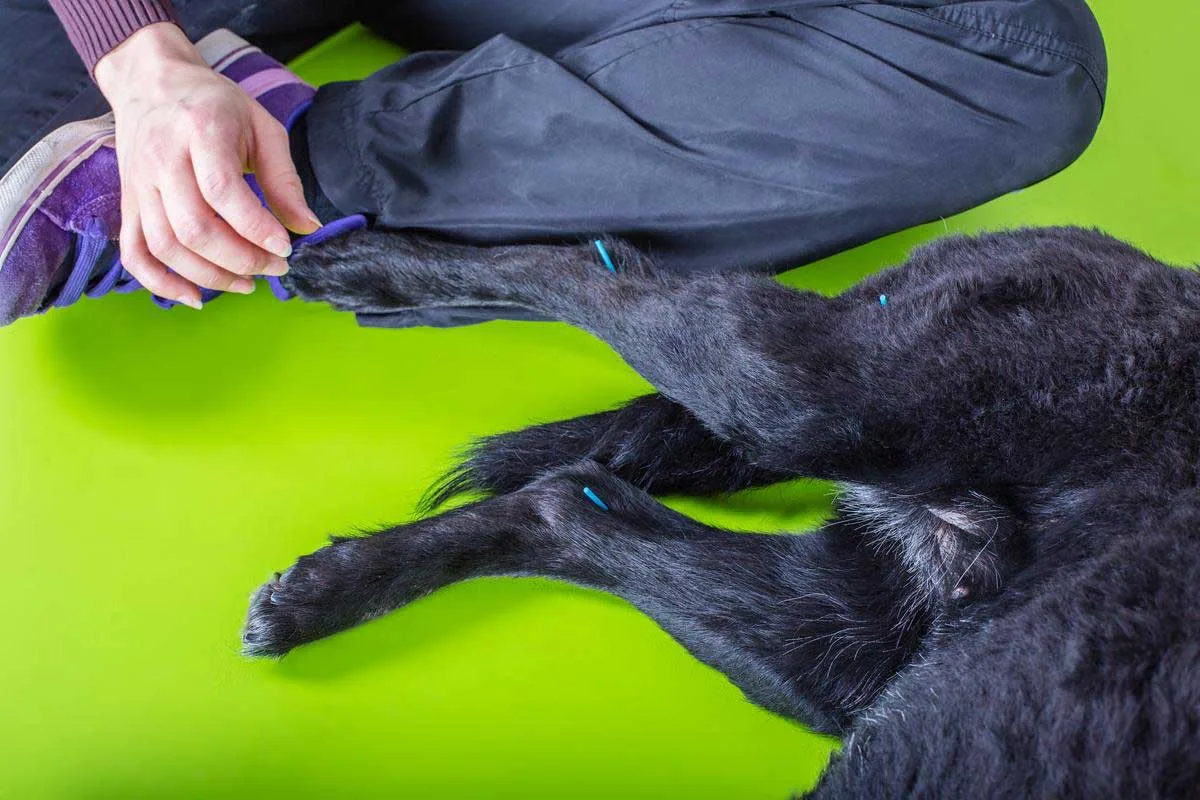 Atlantic Animal Hospital photo 6