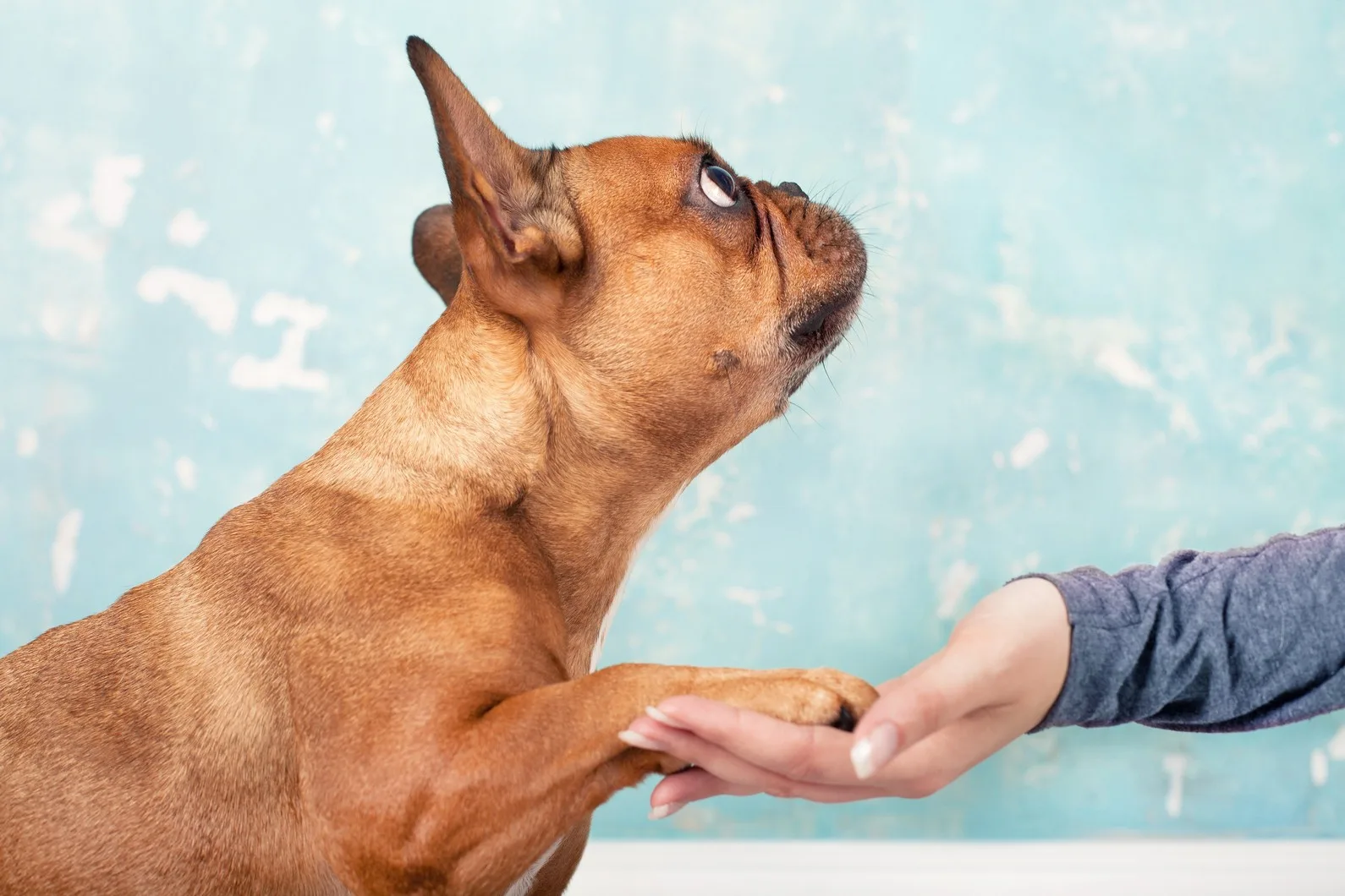 Atlantic Animal Hospital photo 8