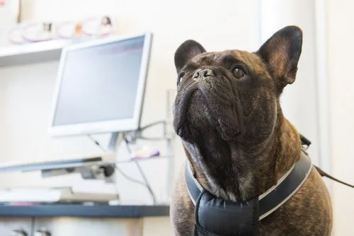 Atlantic Animal Hospital photo 11