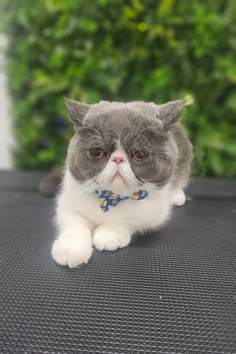 Rapawzel Dog Grooming & Day Care photo 2