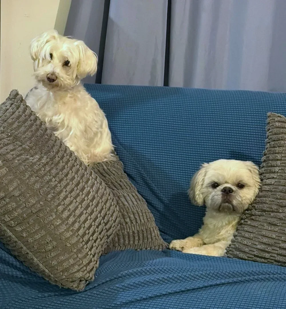 PetStar Dog Grooming & Daycare