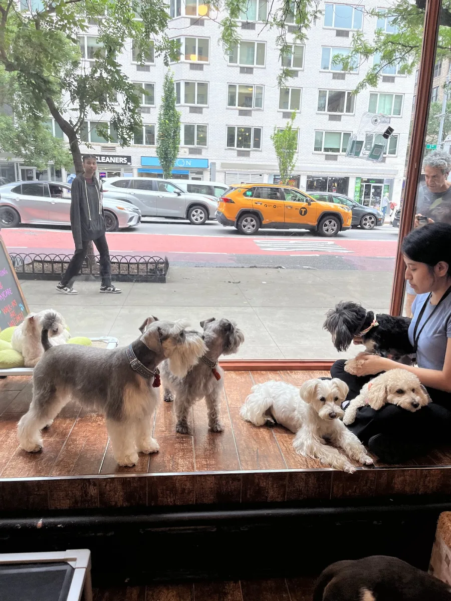 PetStar Dog Grooming & Daycare photo 2