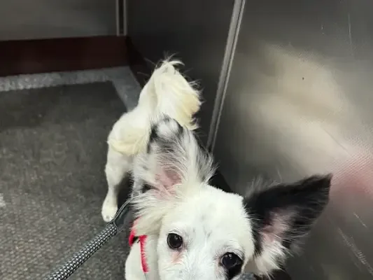 PetStar Dog Grooming & Daycare photo 6