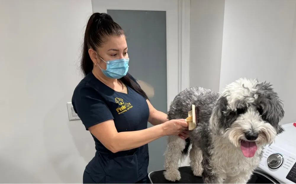 PetStar Dog Grooming & Daycare