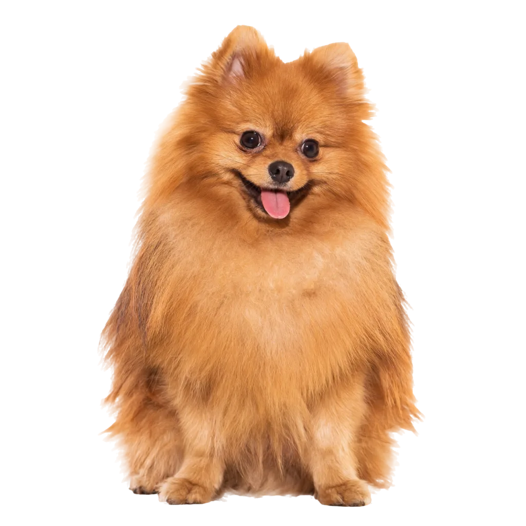 Rapawzel Dog Grooming & Day Care photo 8