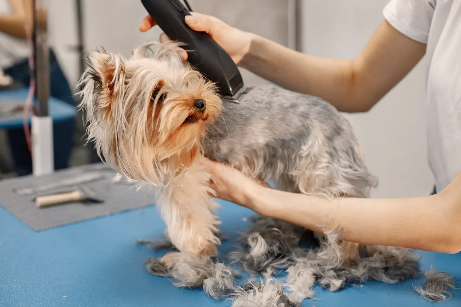 Rapawzel Dog Grooming & Day Care photo 3
