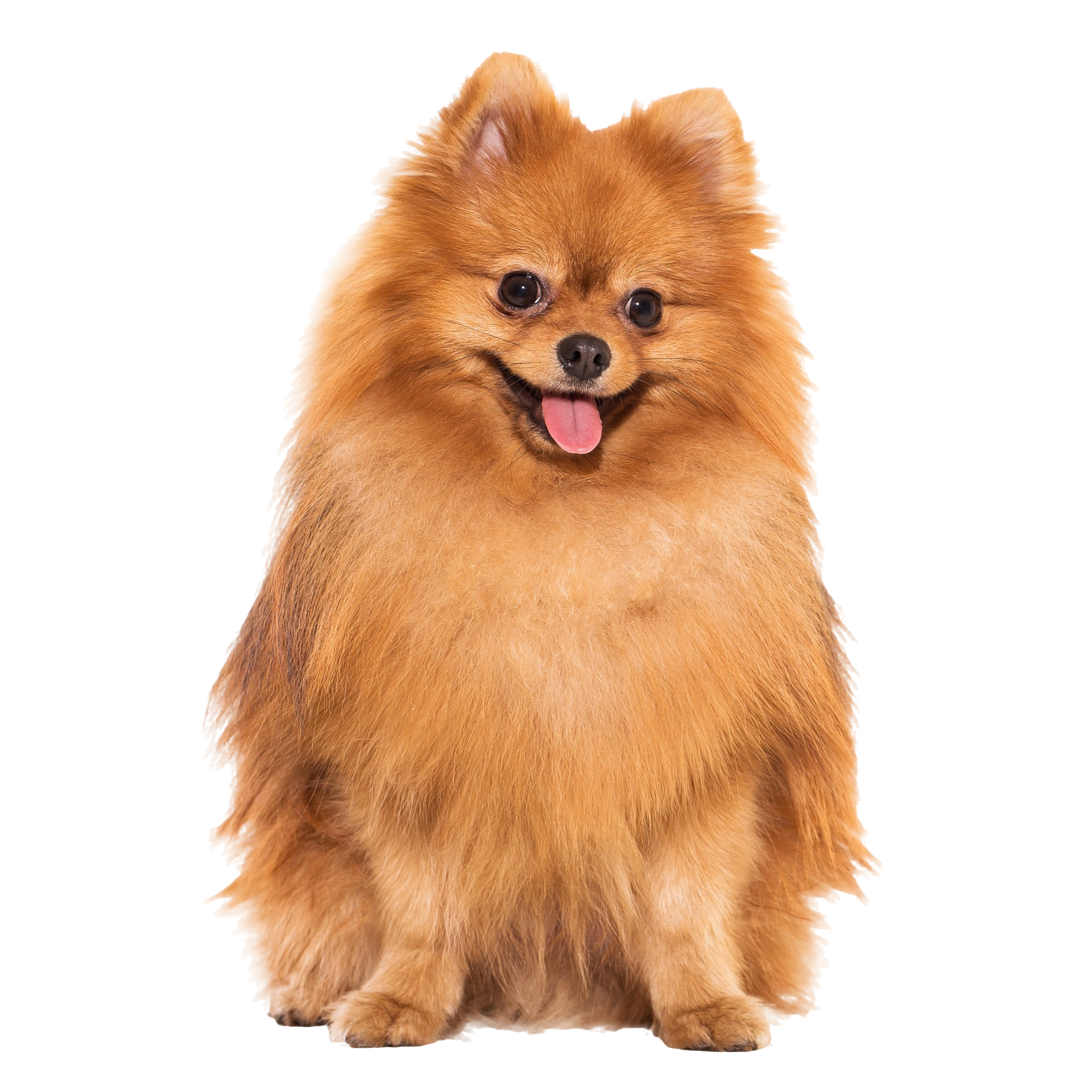 Rapawzel Dog Grooming & Day Care