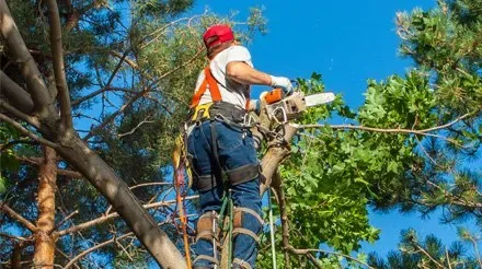 Rocky's Tree Service photo 4