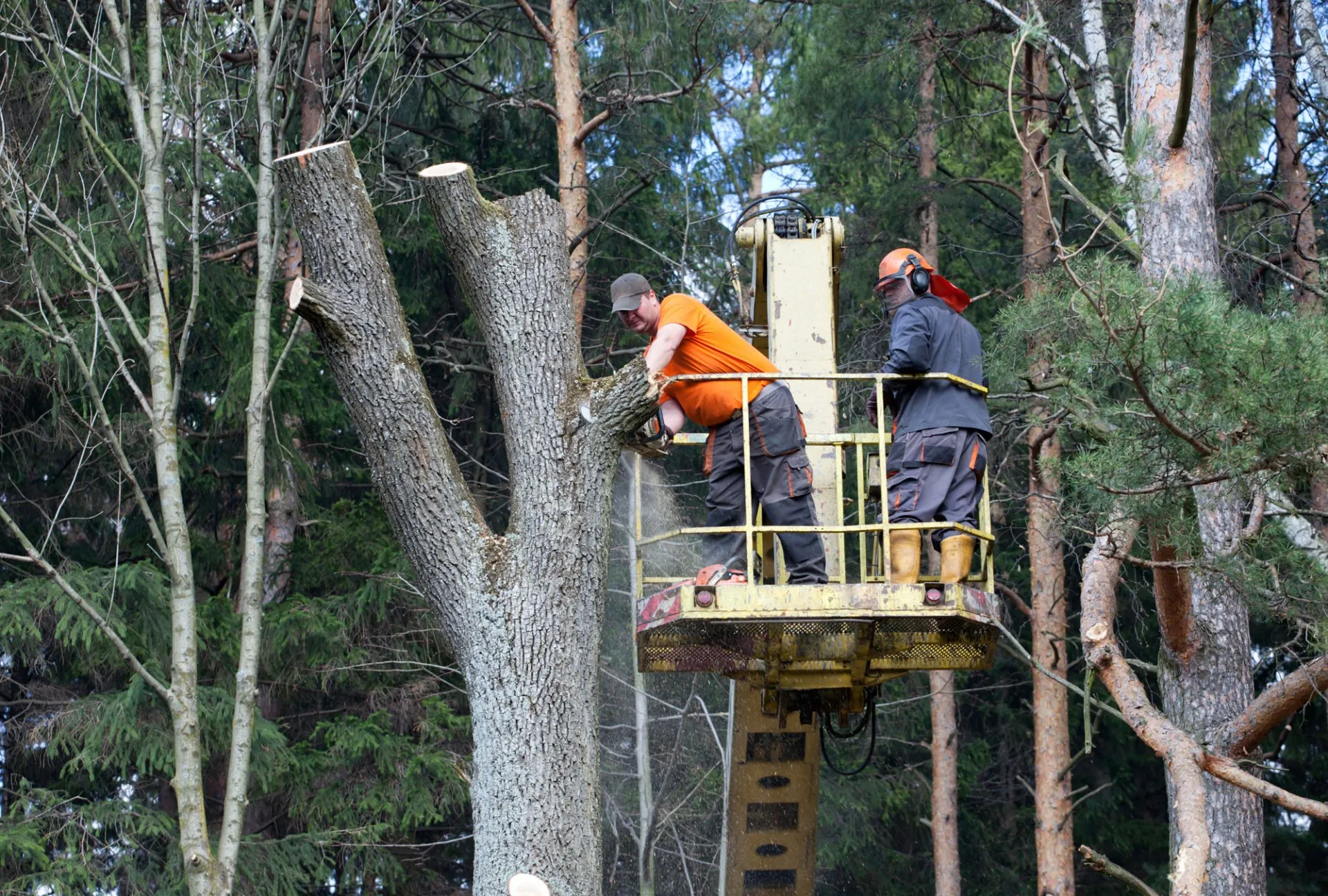 Rocky's Tree Service