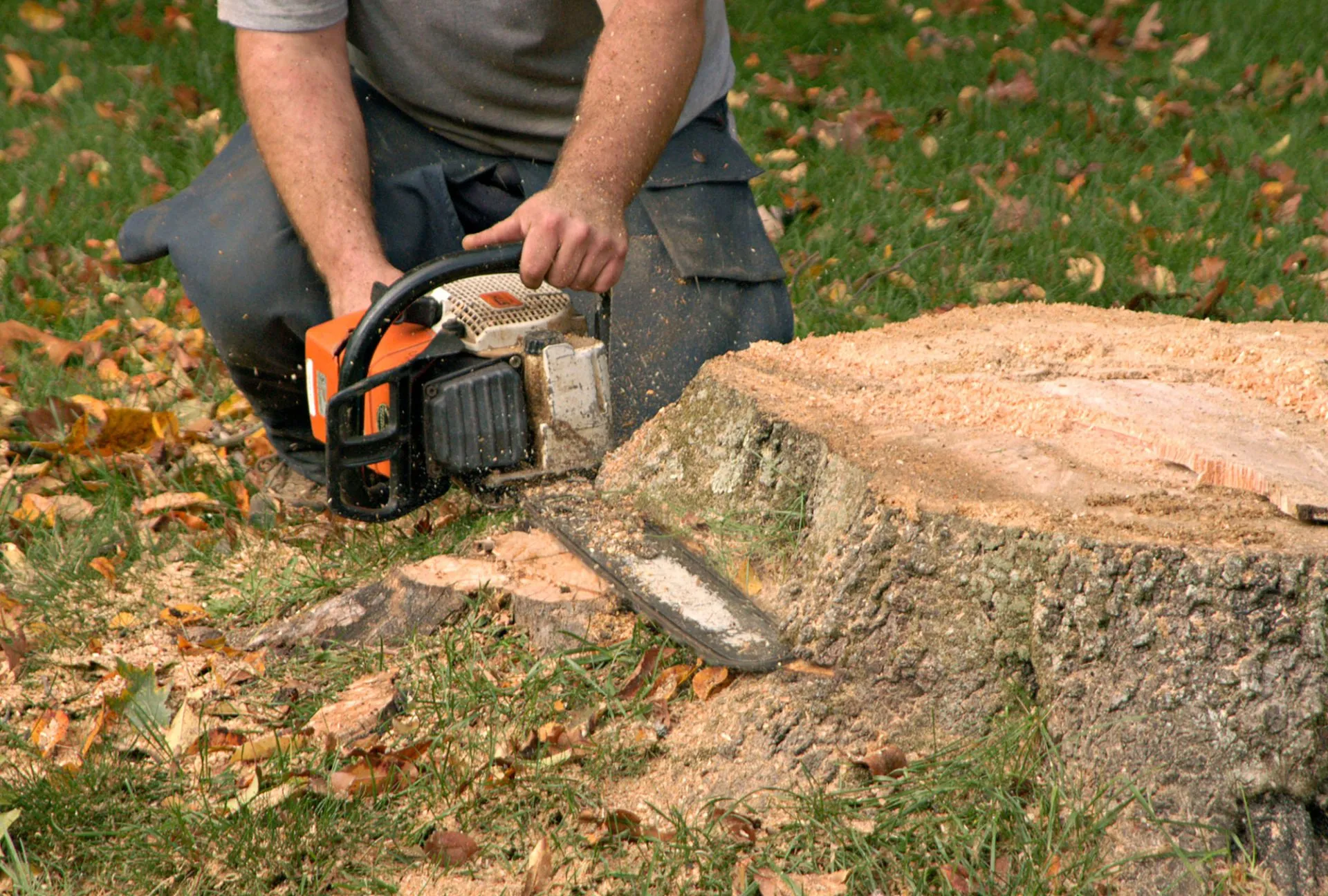 Rocky's Tree Service photo 2