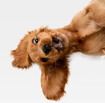 Central Park Pet Spa photo 4