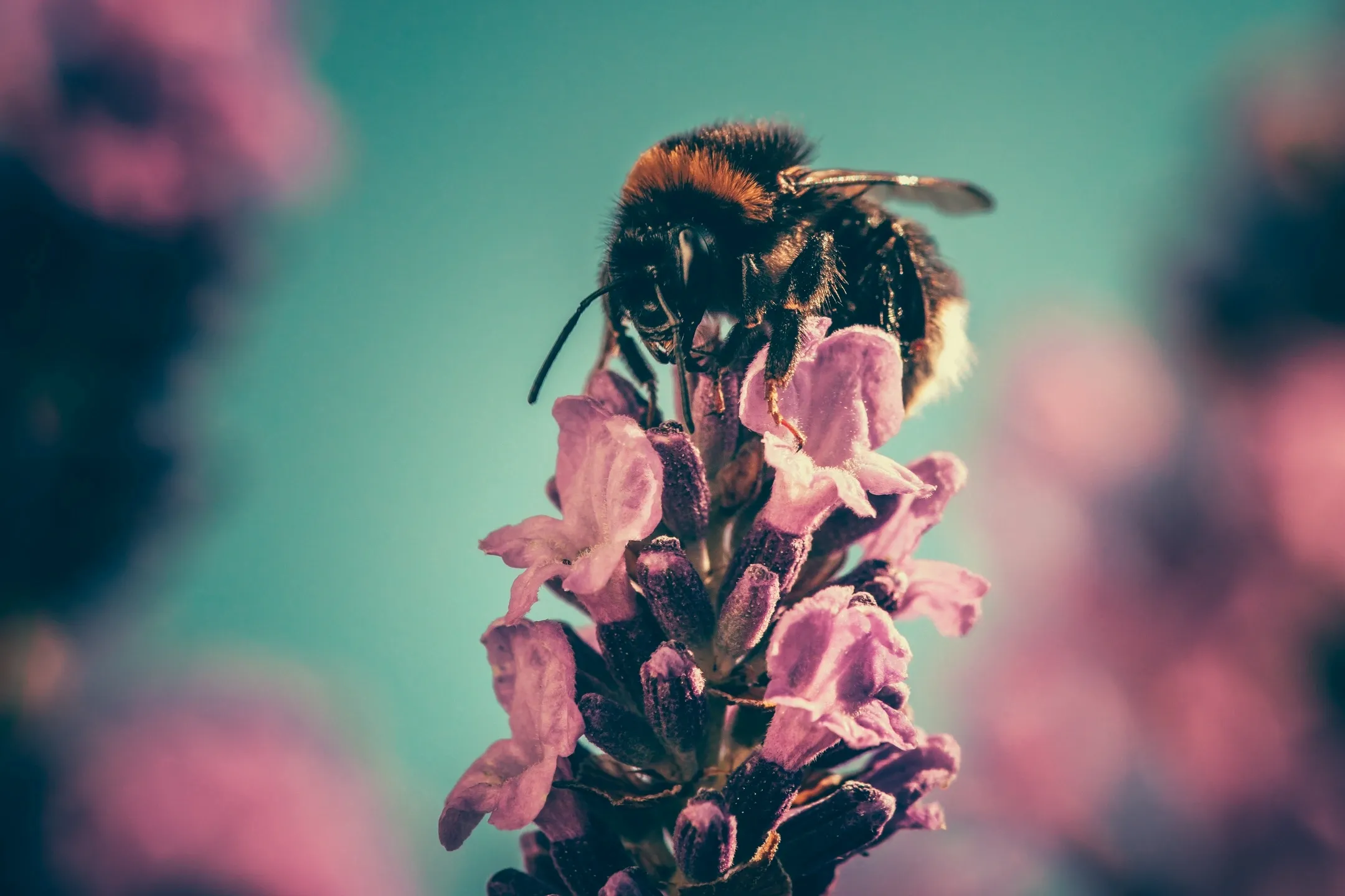 Bee Happy Homestead
