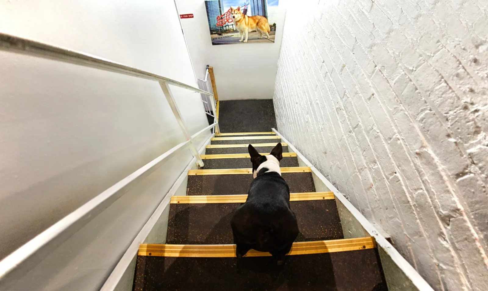 Walter's Pet Styles photo 7
