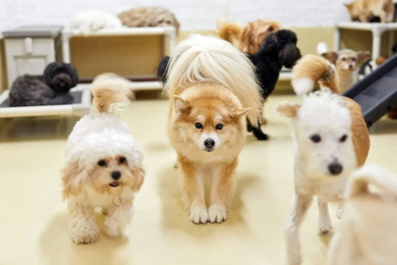 Walter's Pet Styles photo 4