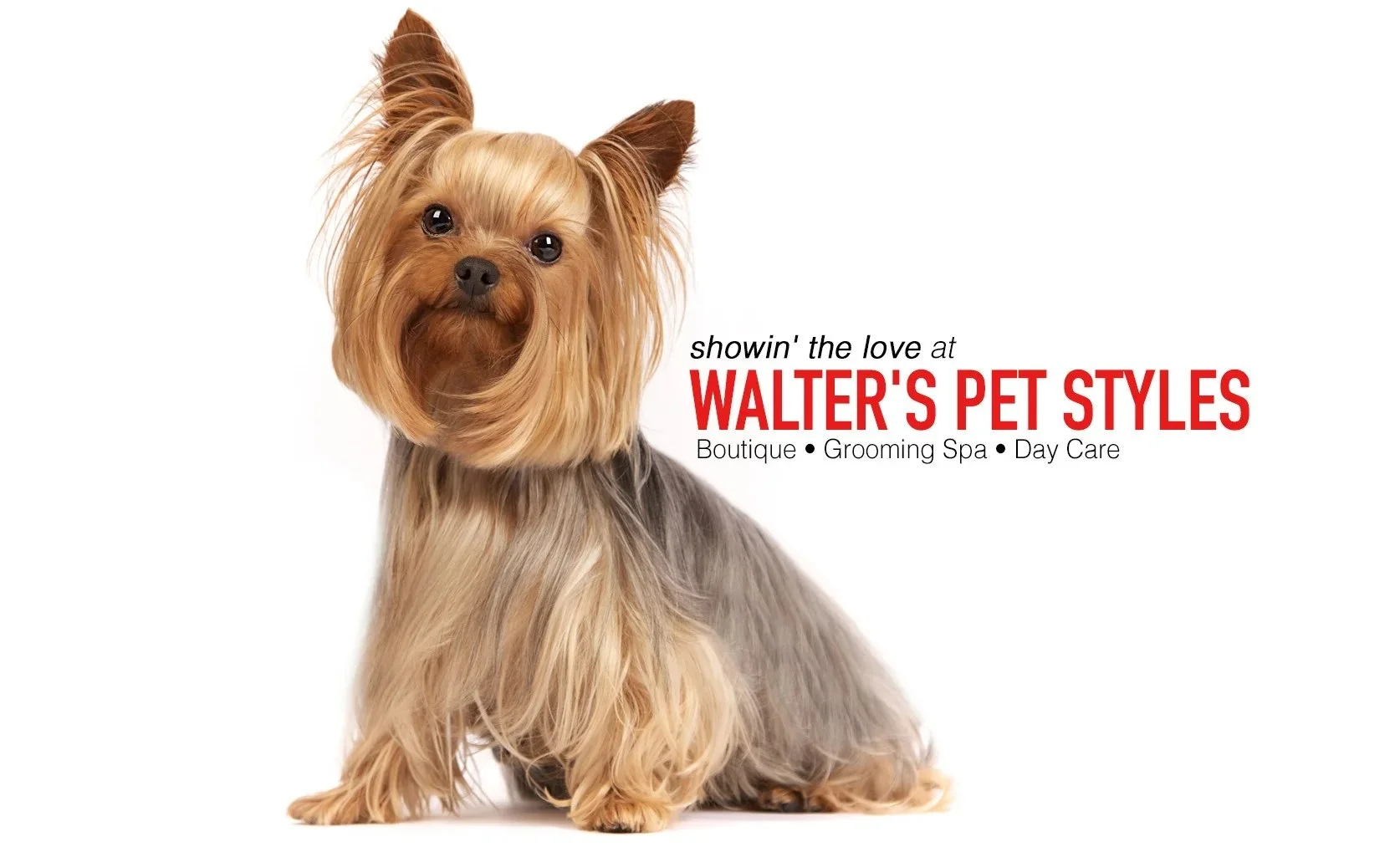 Walter's Pet Styles photo 6