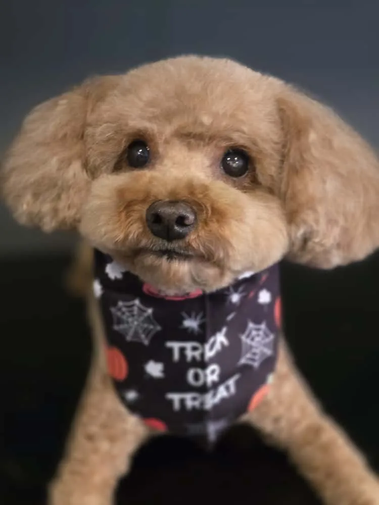 Groomer at Home