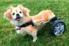 Rhode Island Pet Rehab logo