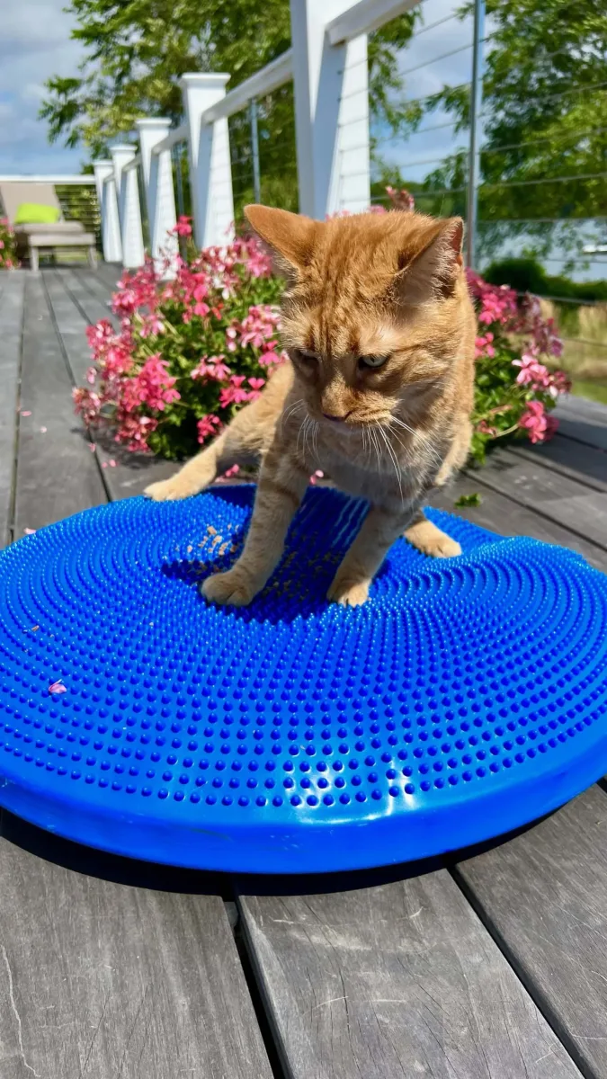 Rhode Island Pet Rehab photo 8