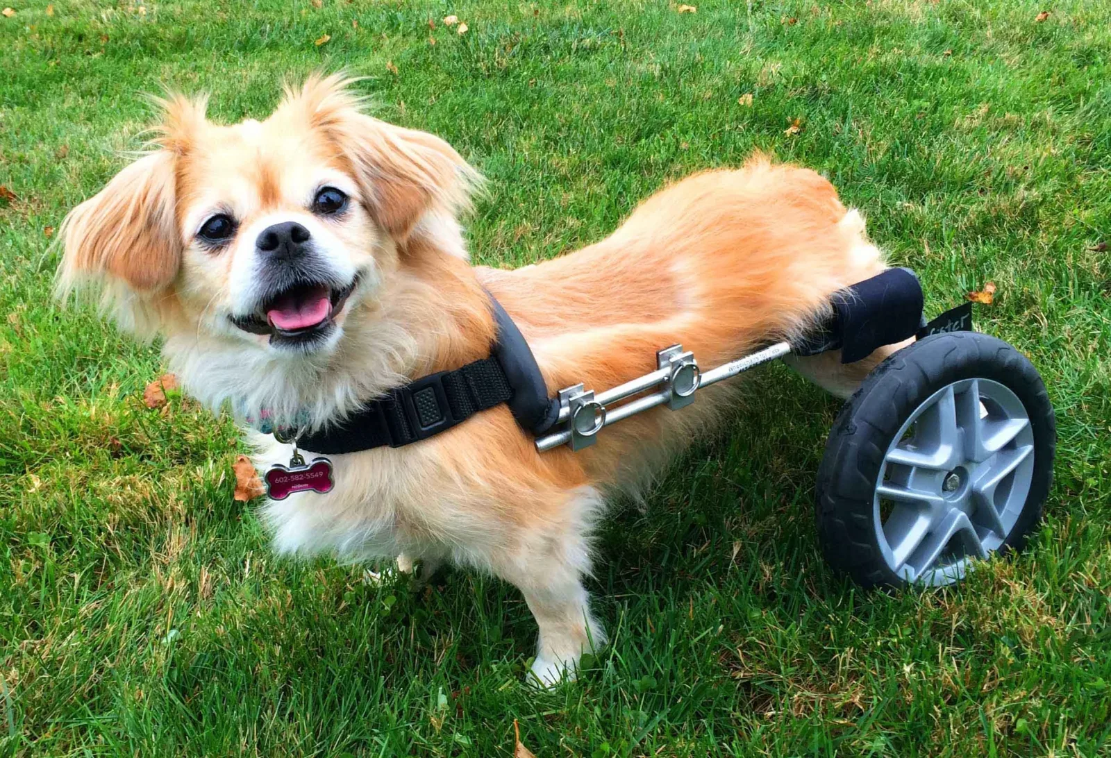 Rhode Island Pet Rehab photo 10