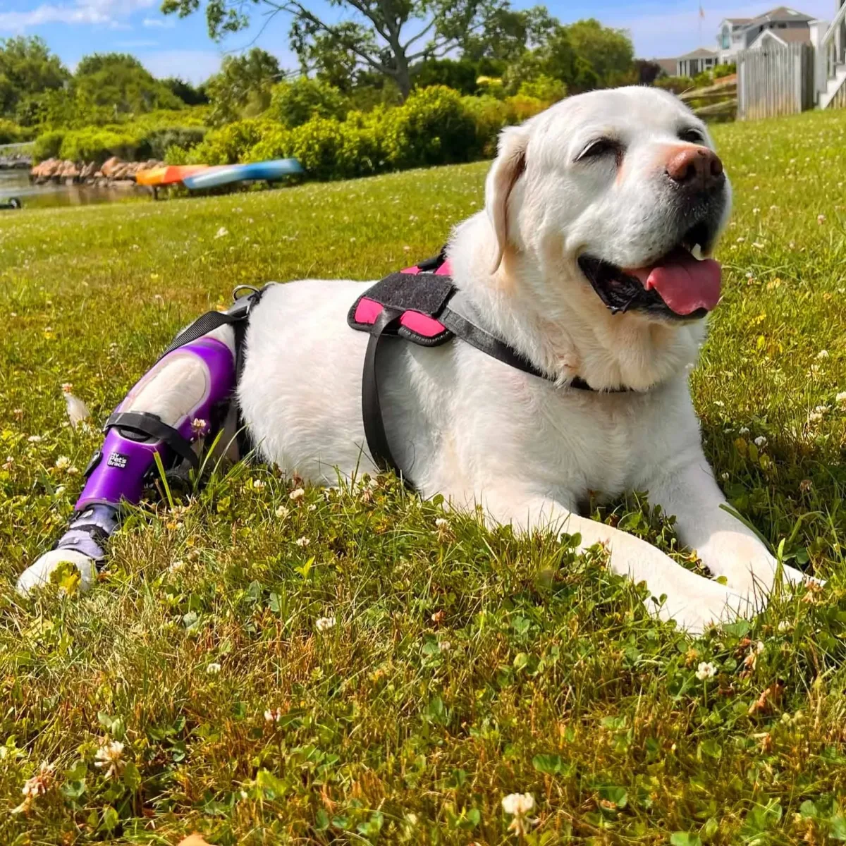Rhode Island Pet Rehab photo 5