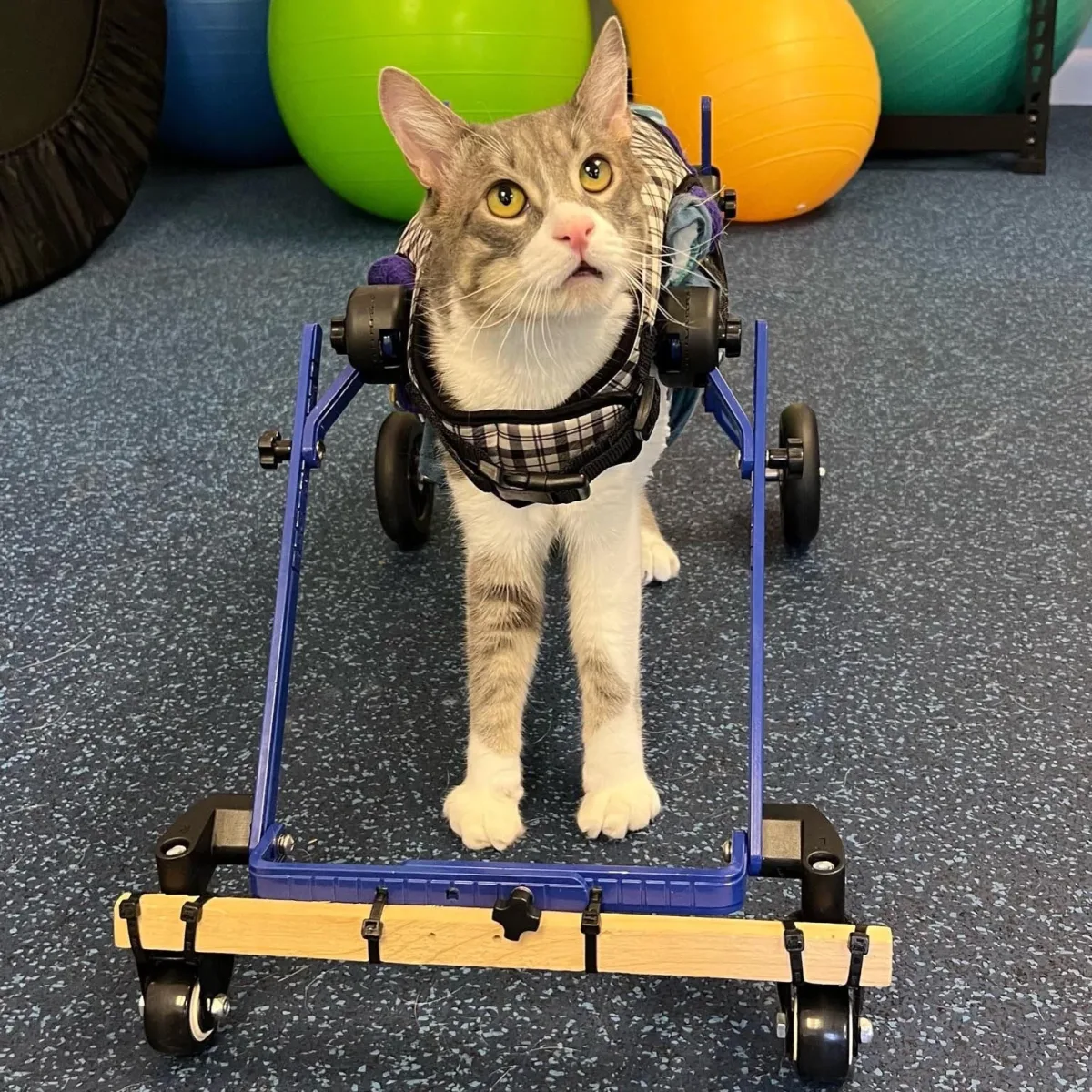 Rhode Island Pet Rehab photo 4