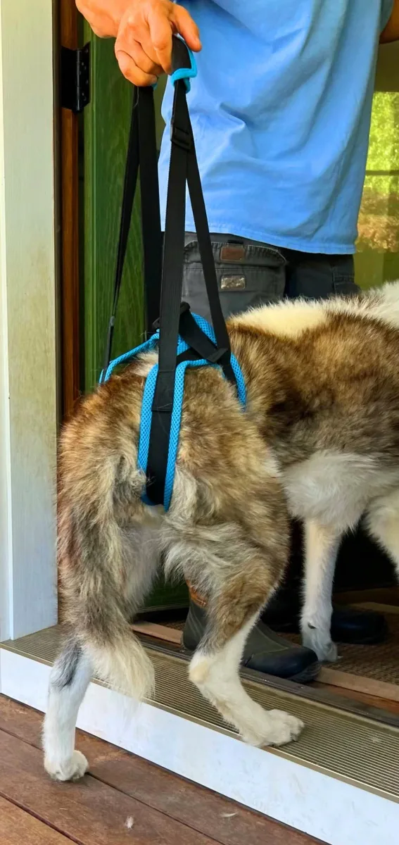 Rhode Island Pet Rehab photo 6