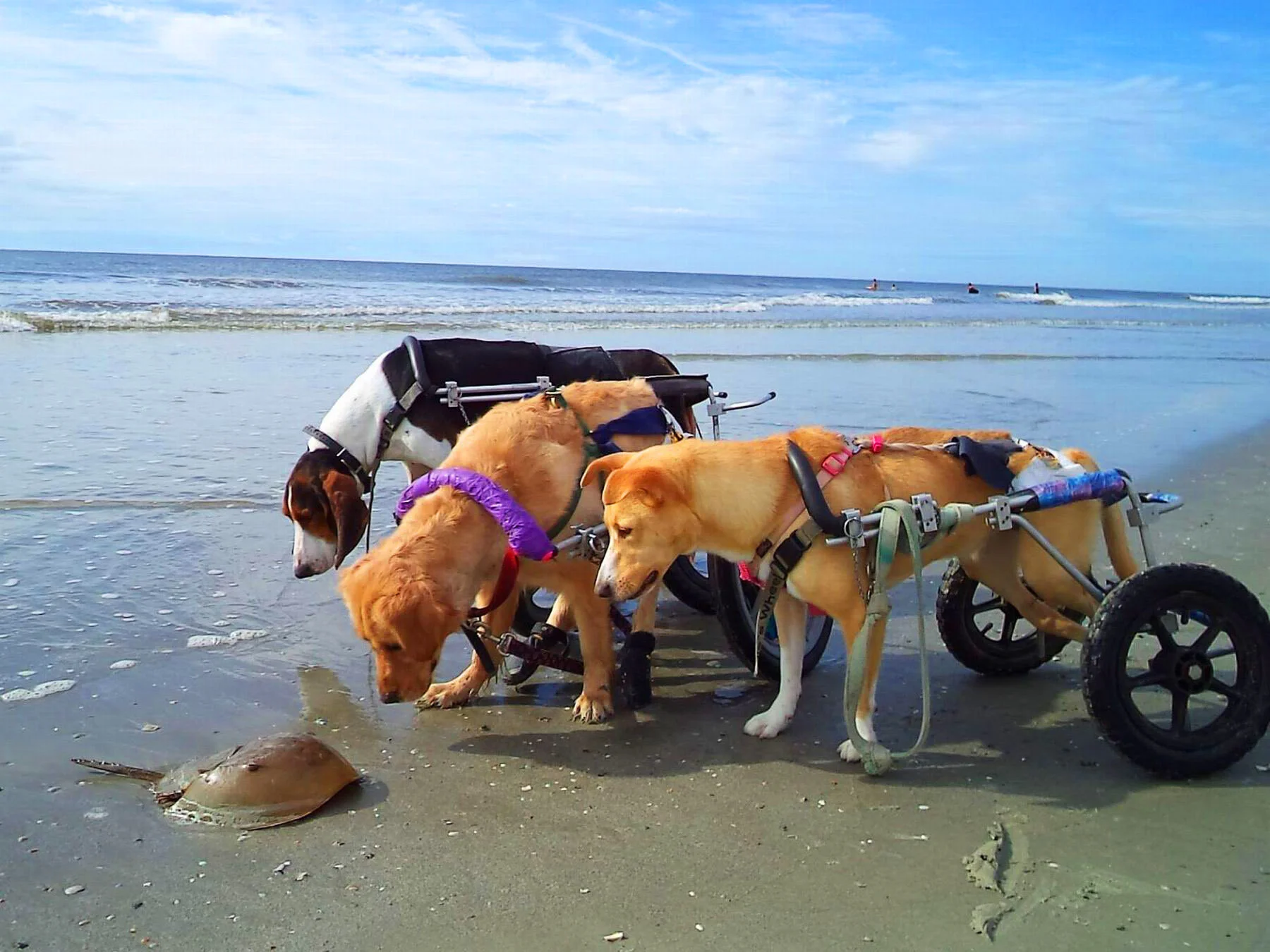 Rhode Island Pet Rehab