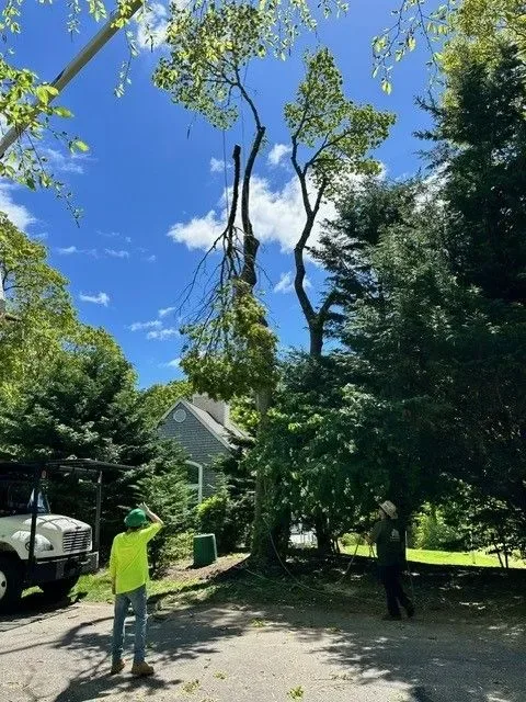Tree Works Unlimited photo 7