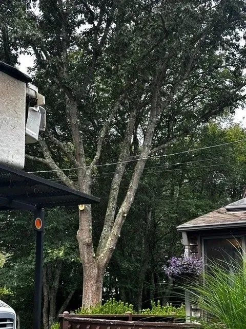Tree Works Unlimited photo 8