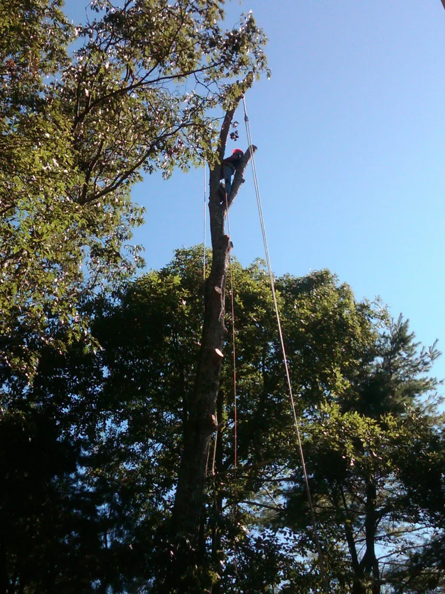 Tree Works Unlimited photo 4