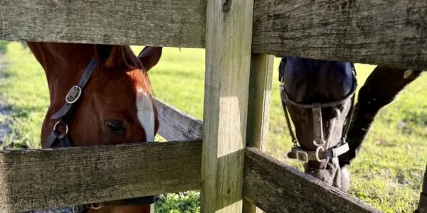 Beachwood Integrative Equine Therapy photo 6