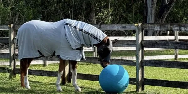 Beachwood Integrative Equine Therapy photo 8