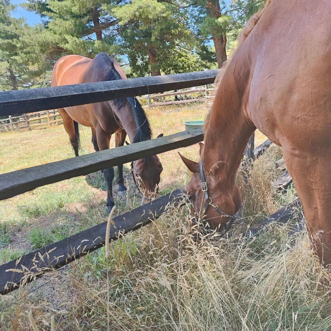 Beachwood Integrative Equine Therapy photo 3