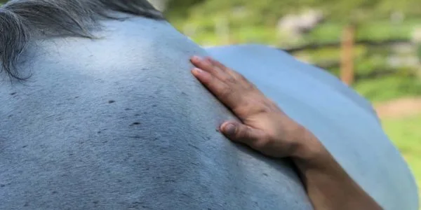 Beachwood Integrative Equine Therapy photo 7