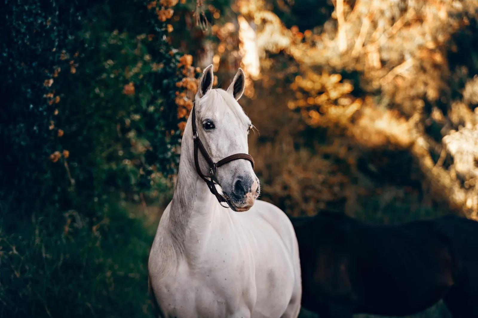 Beachwood Integrative Equine Therapy photo 5