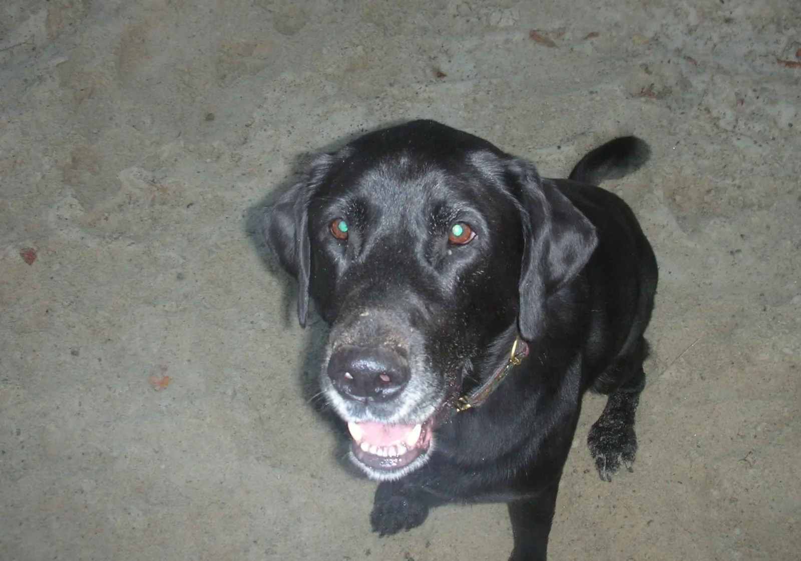 Lazybones Dog Training photo 11