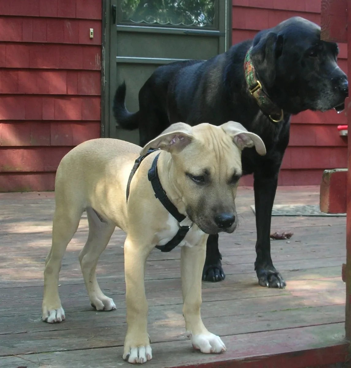 Lazybones Dog Training photo 9