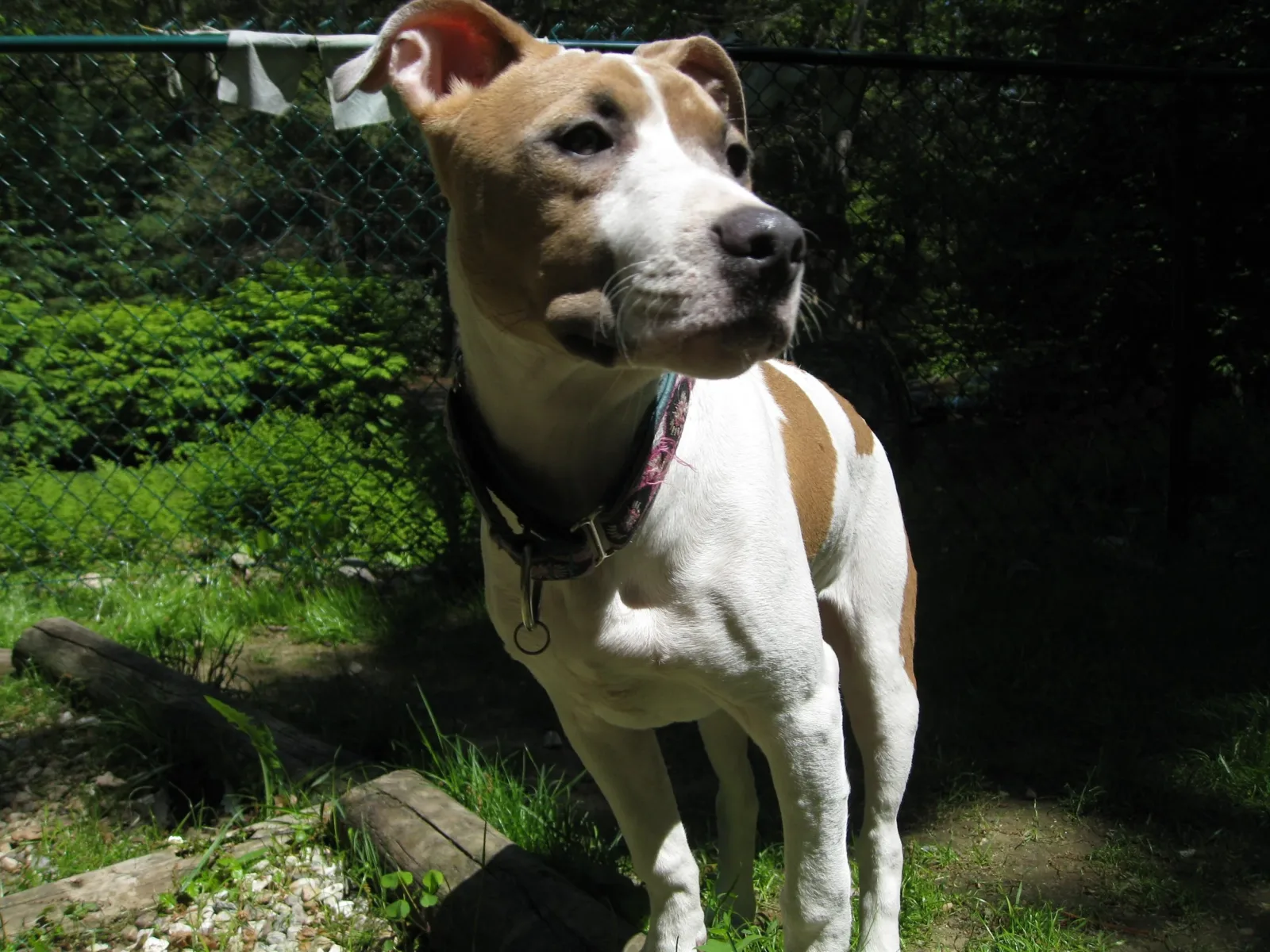 Lazybones Dog Training photo 8