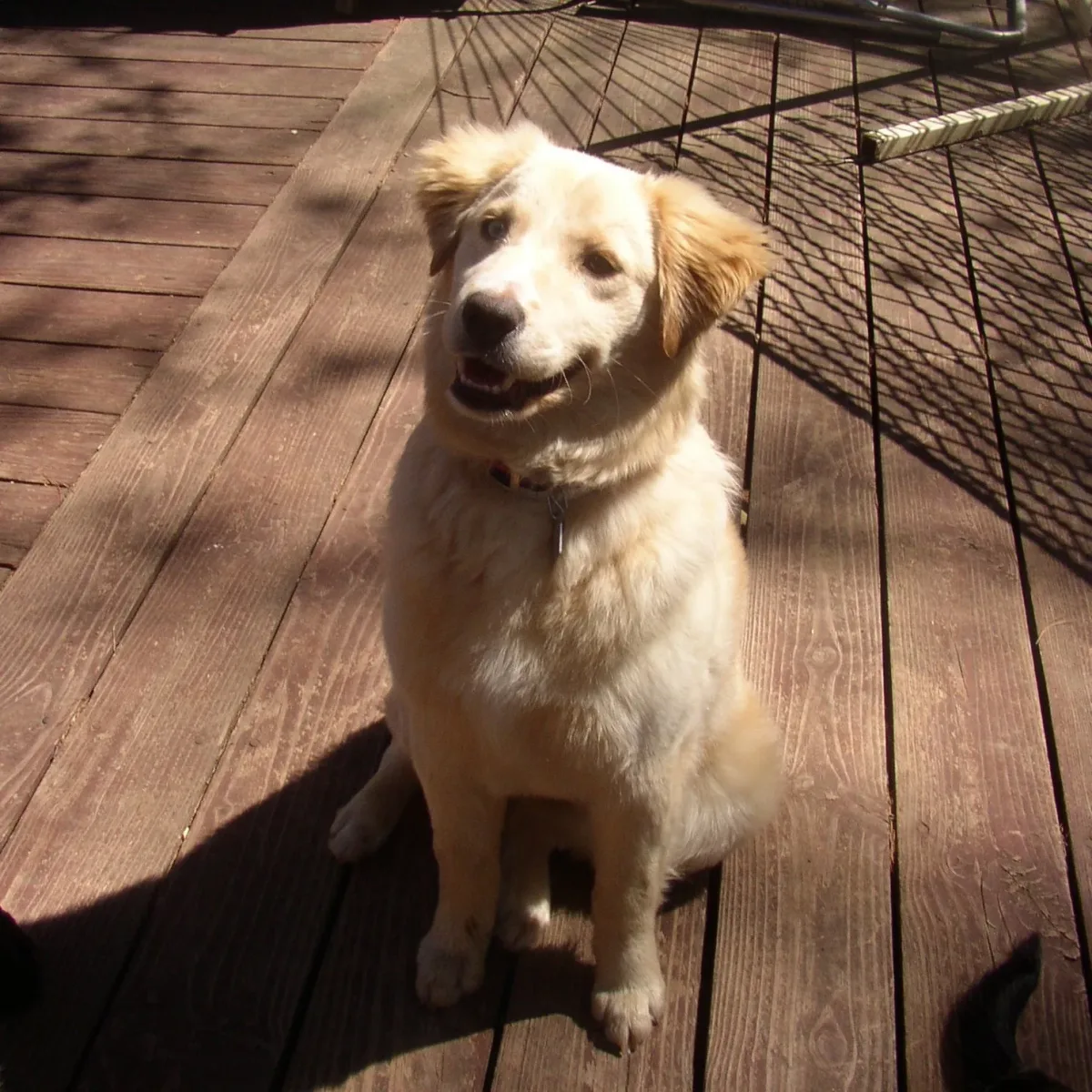 Lazybones Dog Training photo 10
