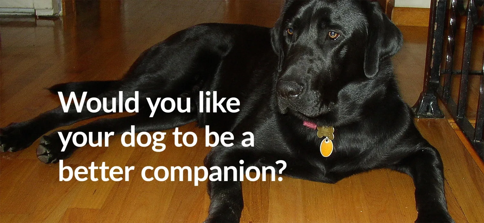 Lazybones Dog Training photo 4