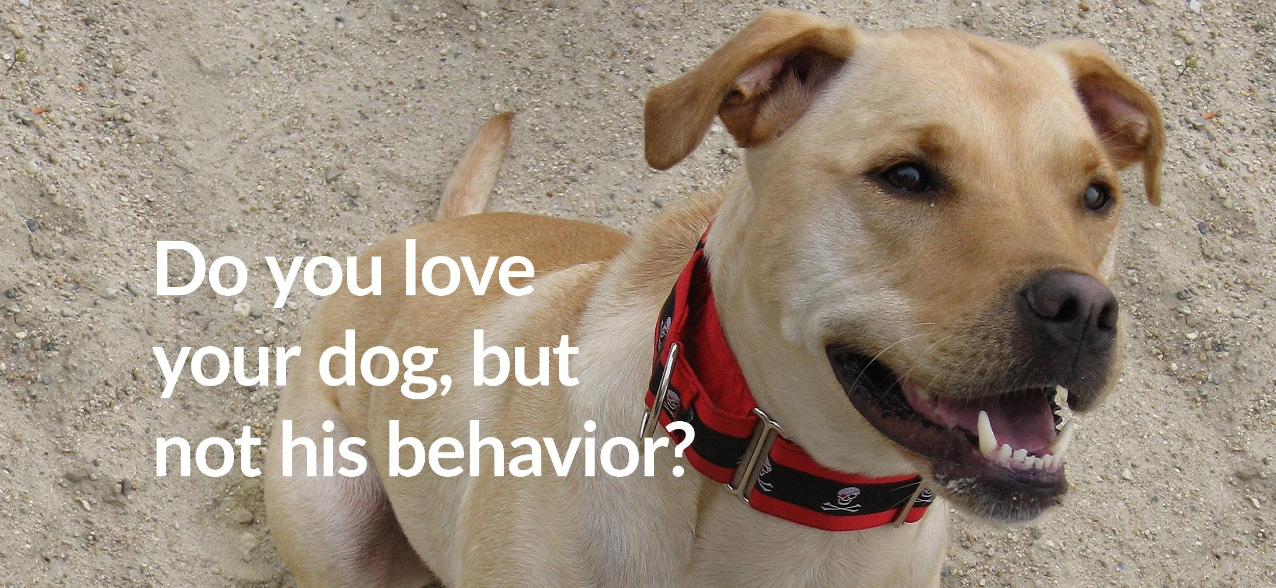 Lazybones Dog Training photo 3