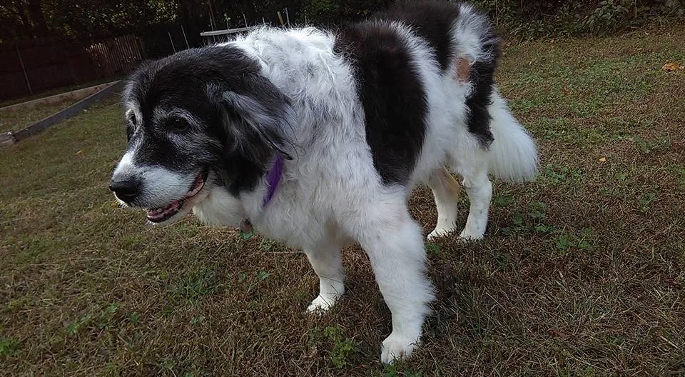 Dog House Plus photo 9
