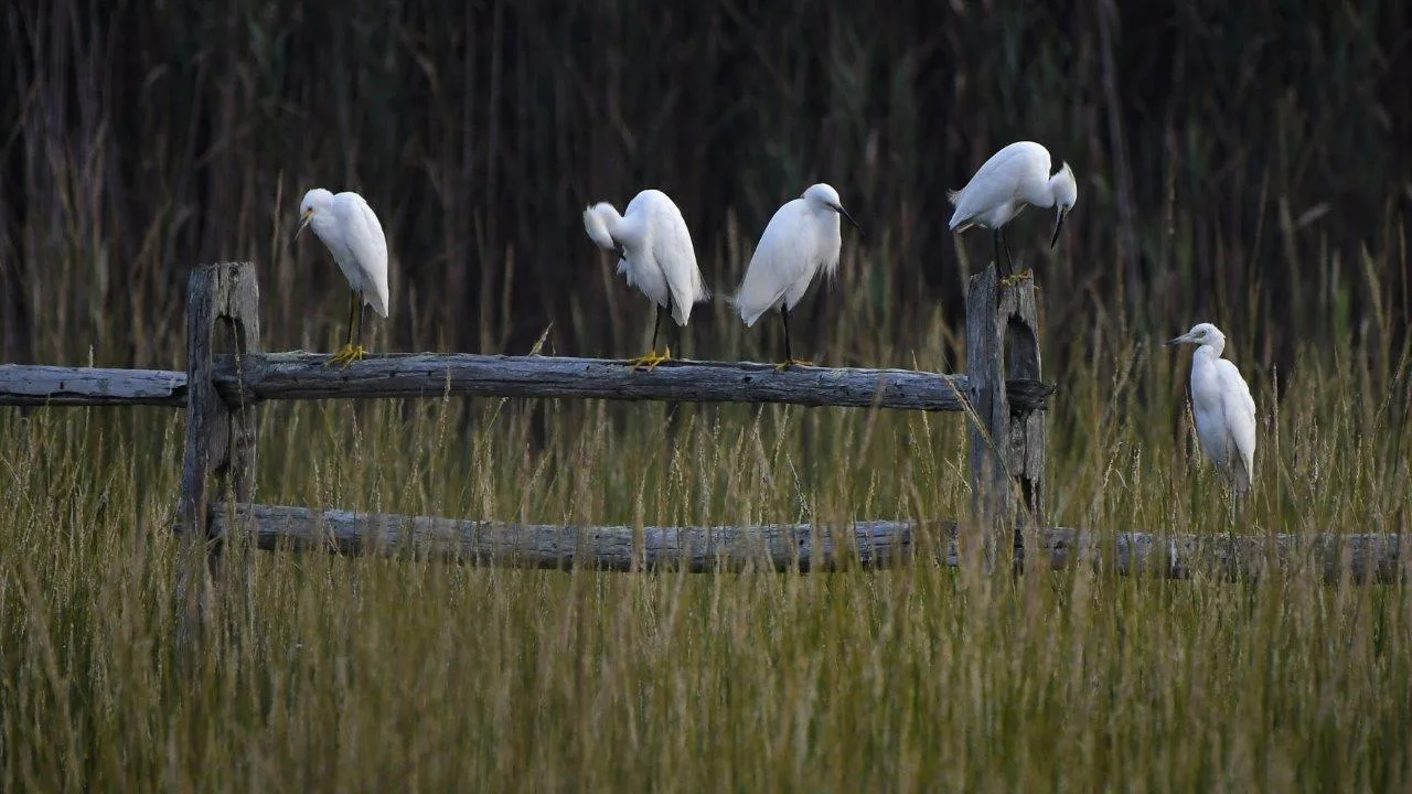 Maxwell Mays Wildlife Refuge photo 3