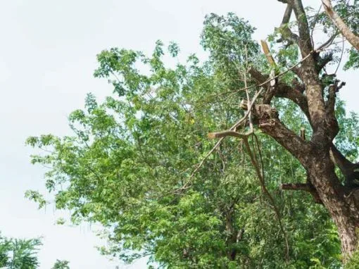 Mike's Professional Tree Service photo 6