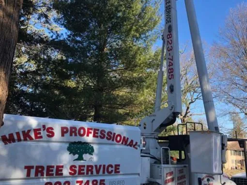 Mike's Professional Tree Service photo 3
