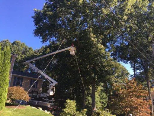 Mike's Professional Tree Service